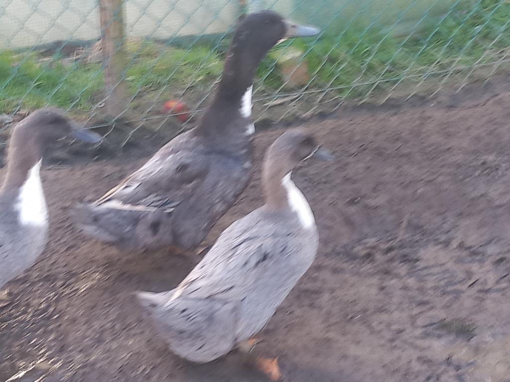 Koppel dendermondse eend, Dieren en Toebehoren, Eend