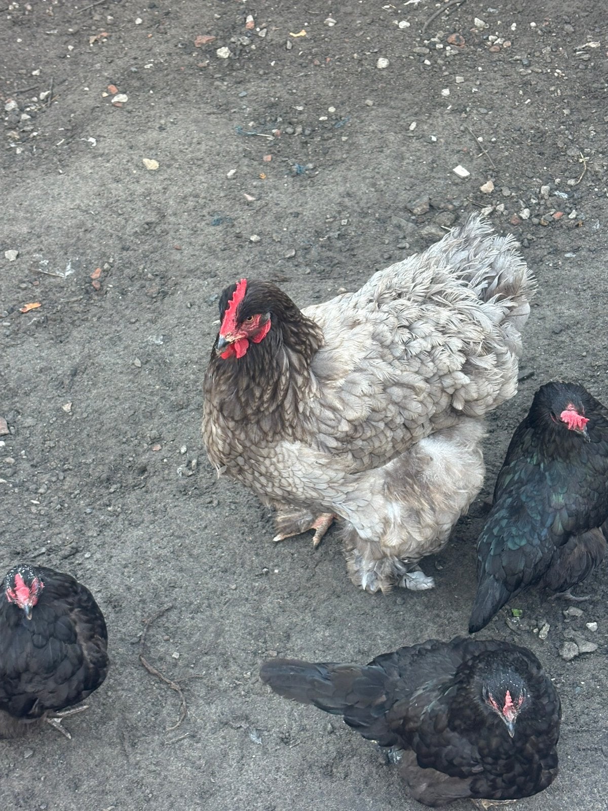 Te koop brahma hen, Mâle, Poule ou poulet