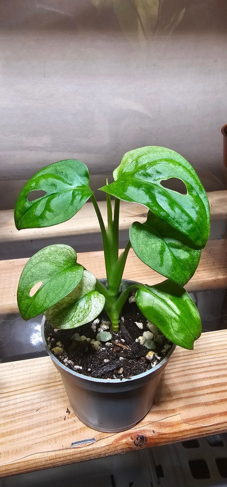 Monstera adansonii-archipel, Huis en Inrichting, Kamerplanten, Overige soorten, In pot, Minder dan 100 cm, Groene kamerplant