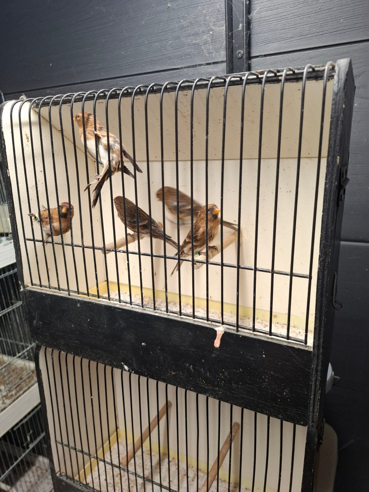 cabaret barmsijzen, Dieren en Toebehoren, Vrouwelijk, Wildzangvogel, Geringd