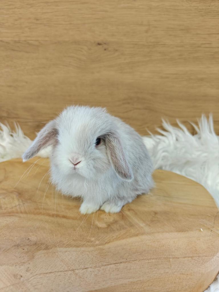 Minilop VM voedstertje, Femelle, Nain, Oreilles tombantes, 0 à 2 ans