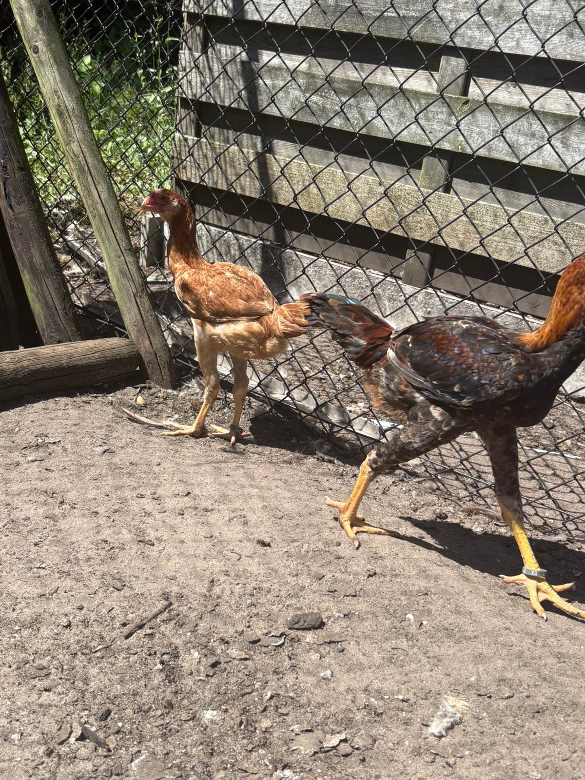 Maleier tarwe, Plusieurs animaux, Poule ou poulet