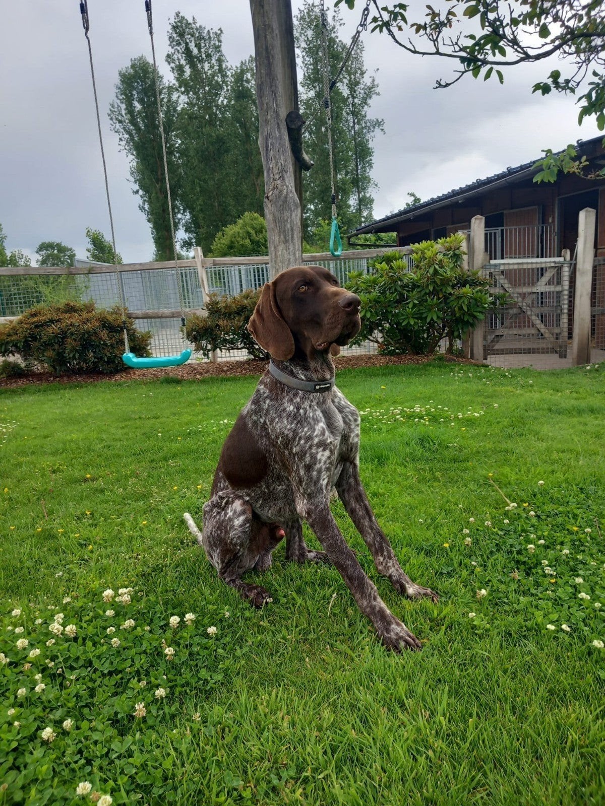 Chien debout allemand super doux et affectueux, Animaux & Accessoires, Chiens | Setters & Braques, Chien (mâle), Braque allemand