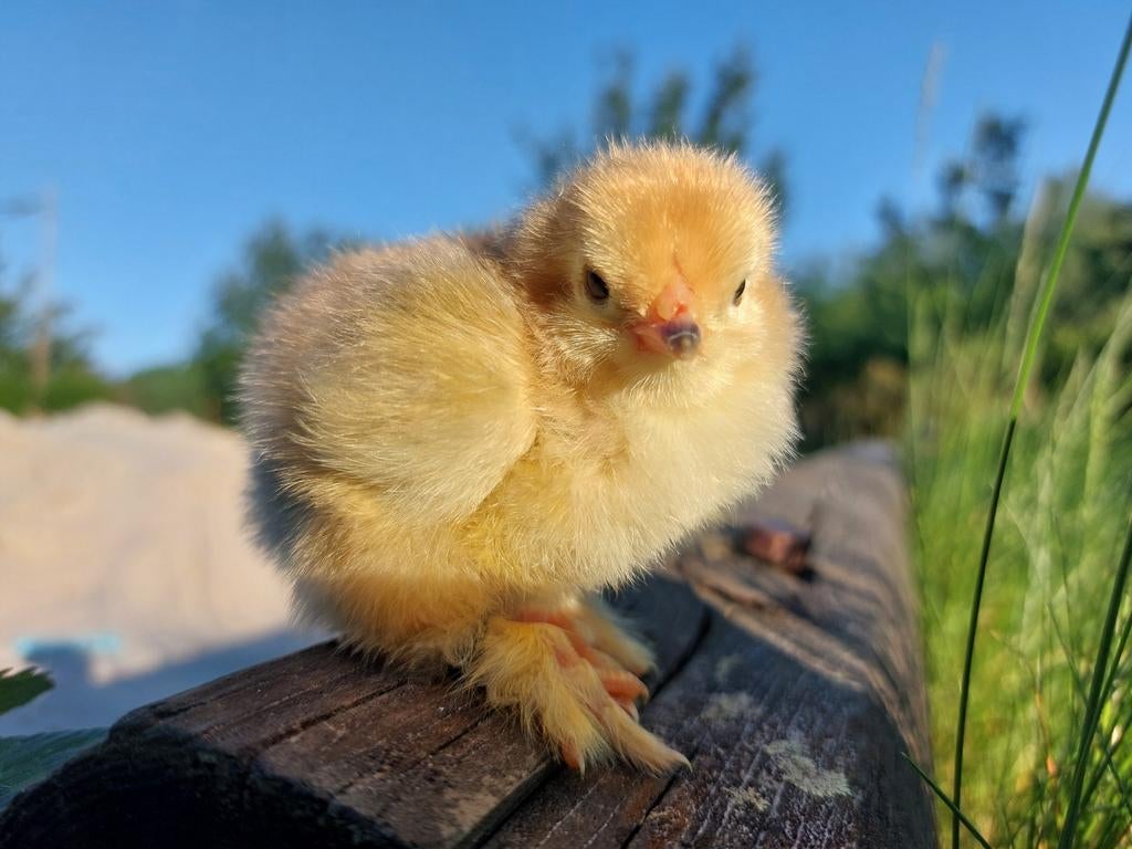 🐣🐤🐥 Super kuikens Brahma en Wyandotte, Dieren en Toebehoren, Pluimvee, Geslacht onbekend, Kip