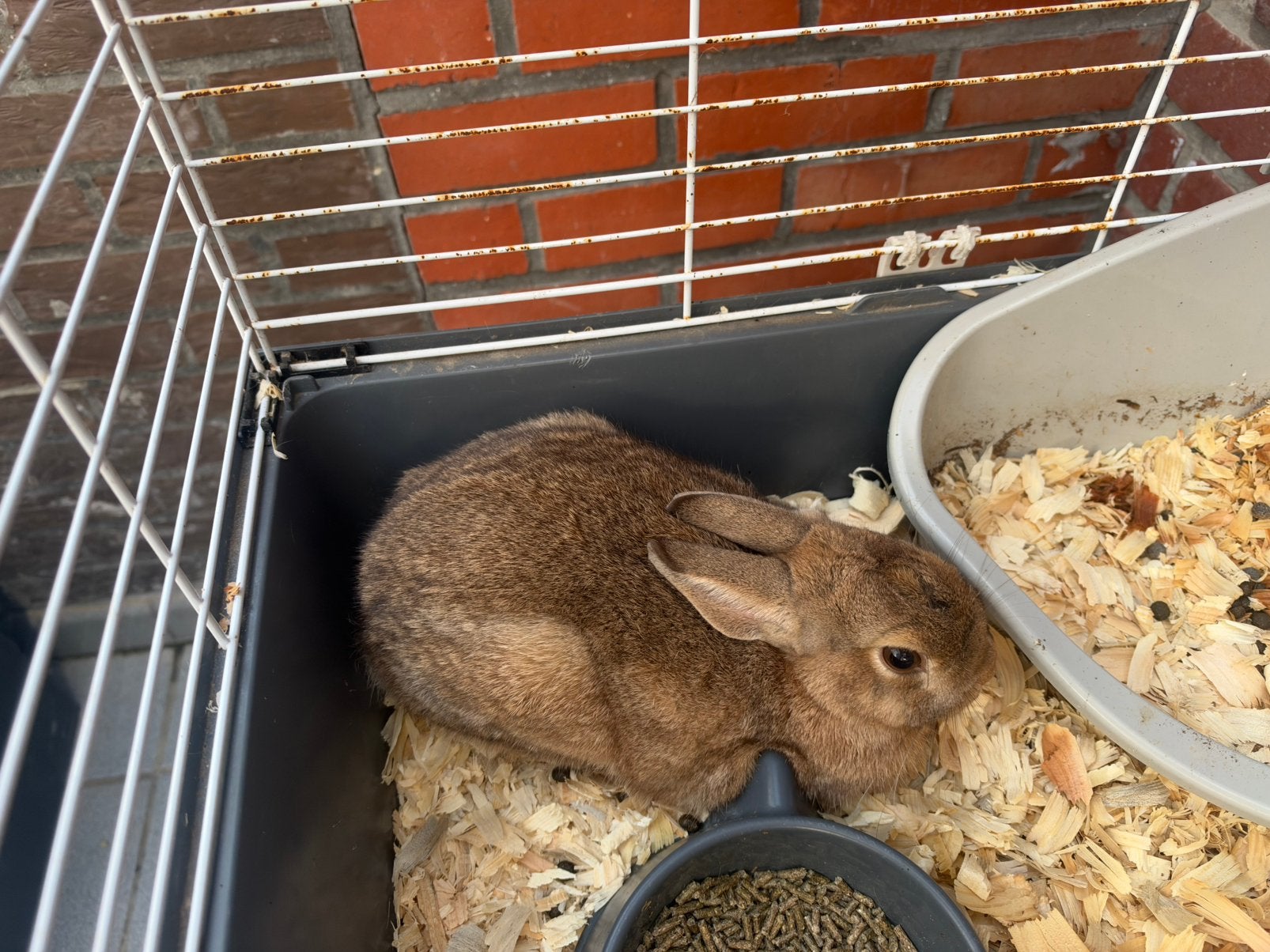 Très petit lapin nain avec accessoires, Animaux & Accessoires, Avril, Femelle, Autres types