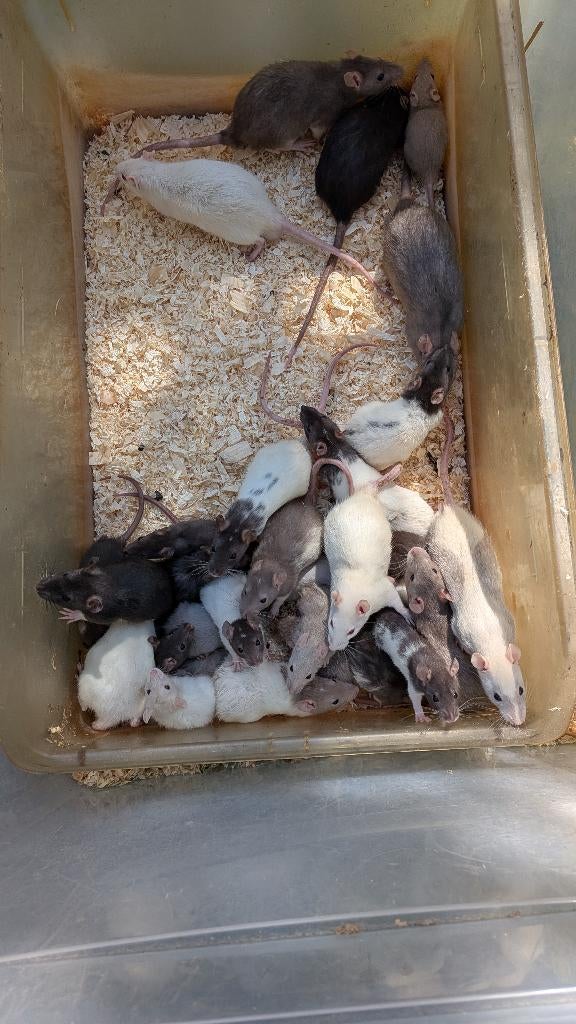 Jonge ratten gemengd, Dieren en Toebehoren, Knaagdieren, Rat, Maart, Meerdere dieren, Tam