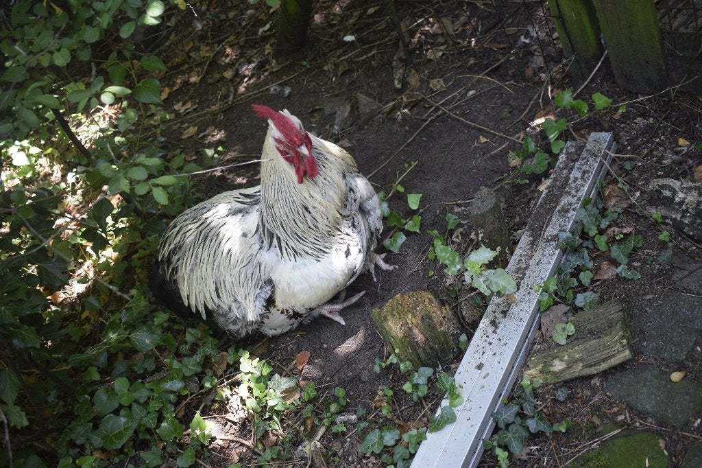 goede thuis gezocht voor  haan zilverpatrijs orpinghton, Dieren en Toebehoren, Mannelijk, Kip