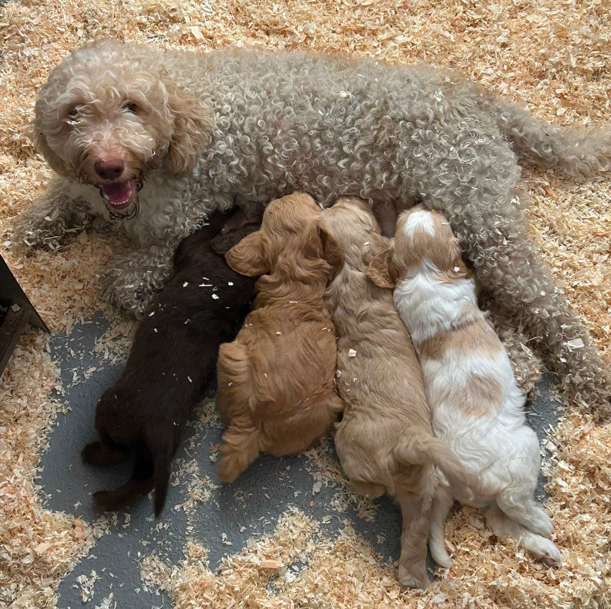 Unieke Lagotto Romagnolo pups, België, Overige rassen, 8 tot 15 weken, Teef