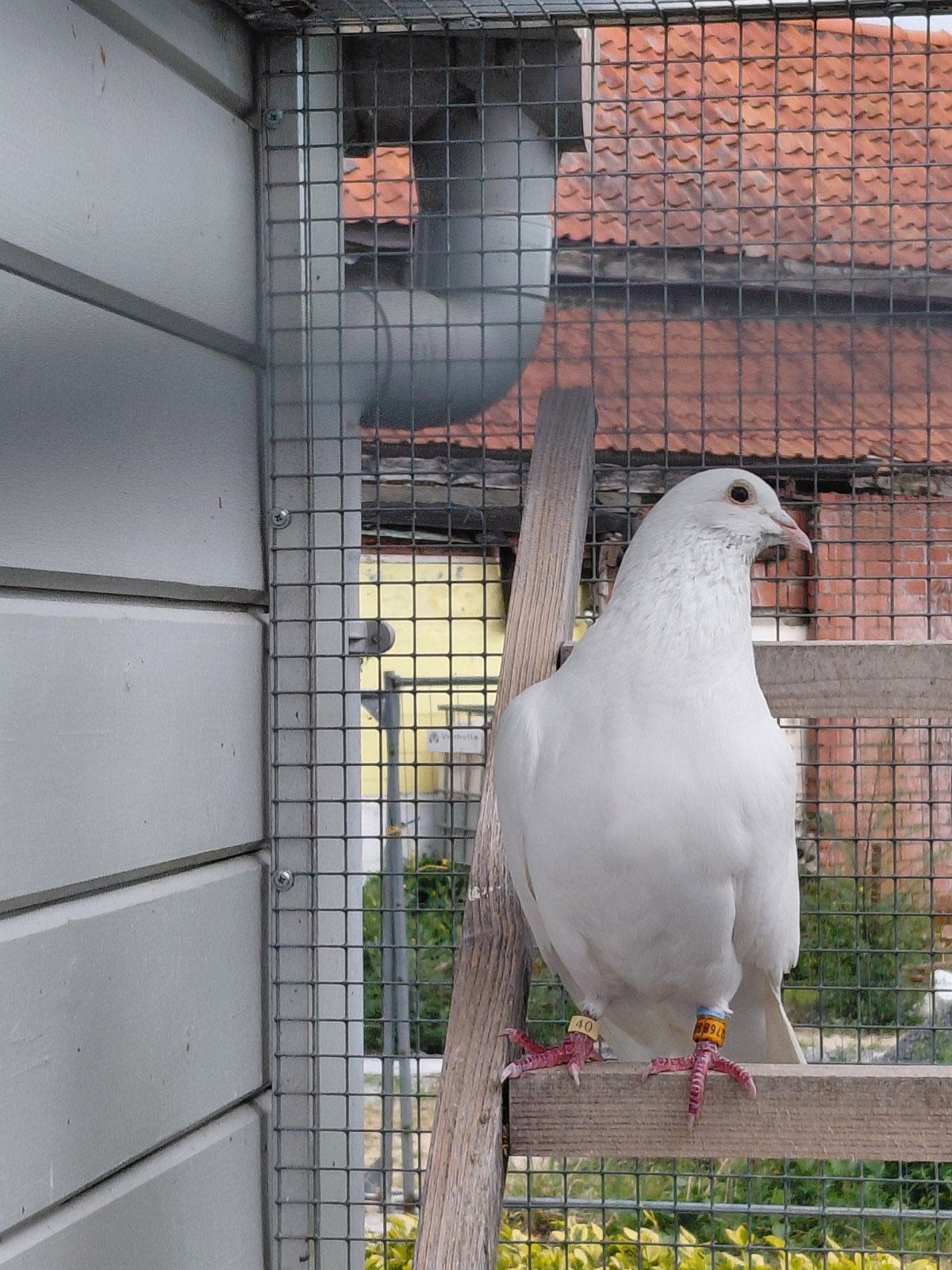 Witte reisduif duiver