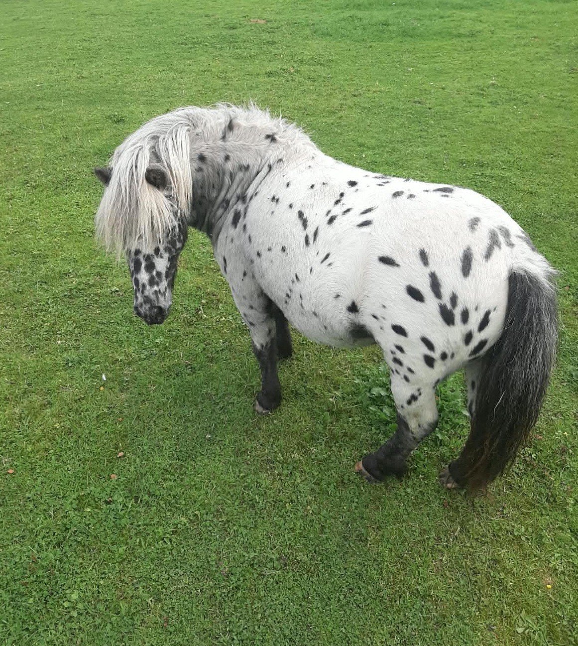 Meerdere Pony's/ Appaloosa/Zwartbont., Meerdere dieren
