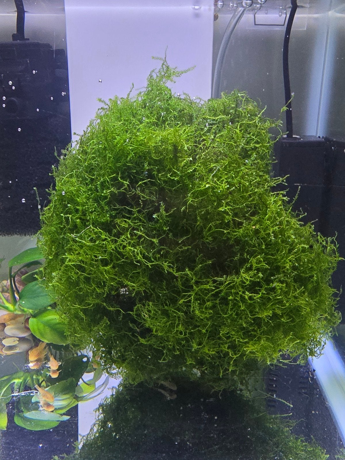 Mousse java aquarium, Animaux & Accessoires