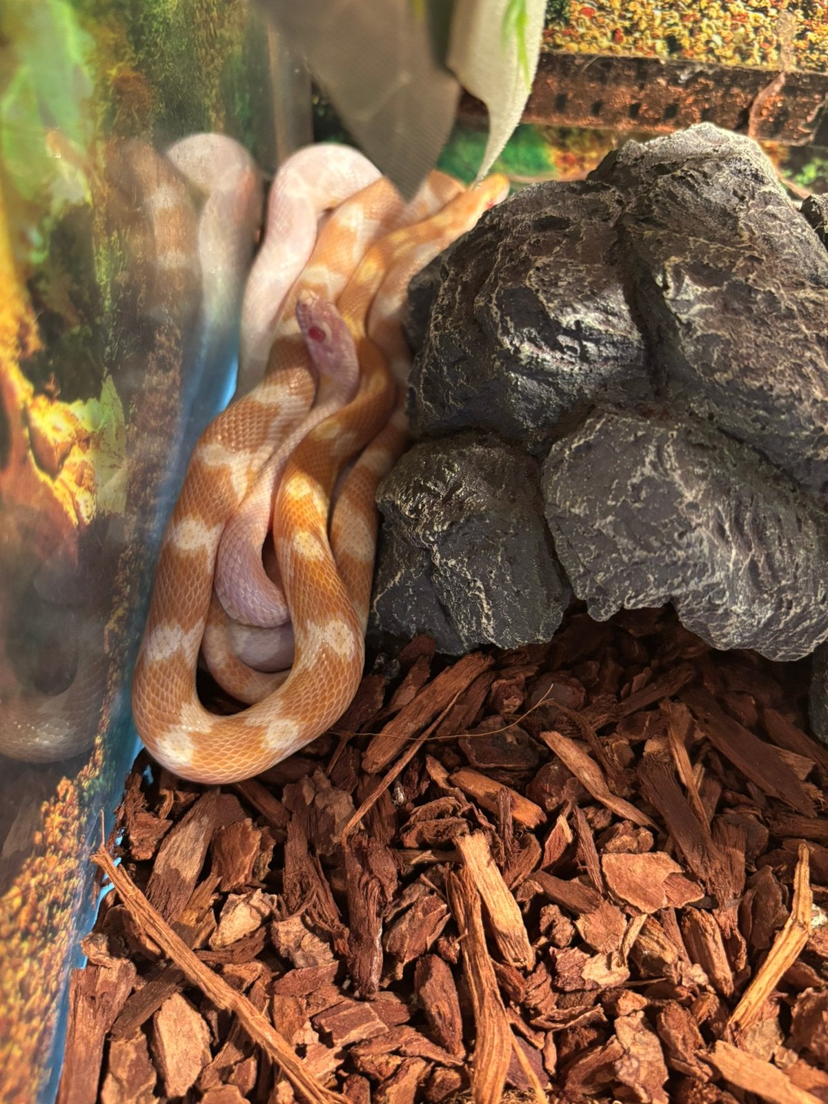 Tuyaux à maïs avec accessoires à vendre !, Serpent, Domestique, 0 à 2 ans
