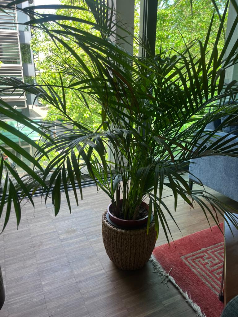 3 Grote Kamerplanten met Potten, Huis en Inrichting, Kamerplanten, Ophalen, Palm