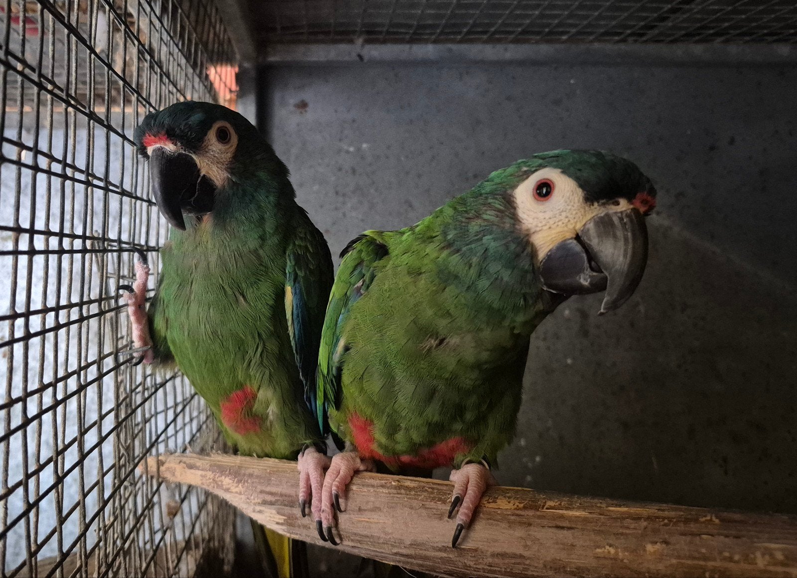 Broedrijp koppel ara maracana's ( ruil poicephalus), Plusieurs animaux, Perroquet, Bagué