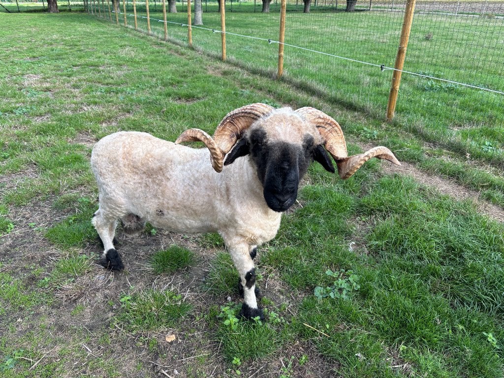 Walliser schwarzsnase ram, Mâle, Mouton, 0 à 2 ans