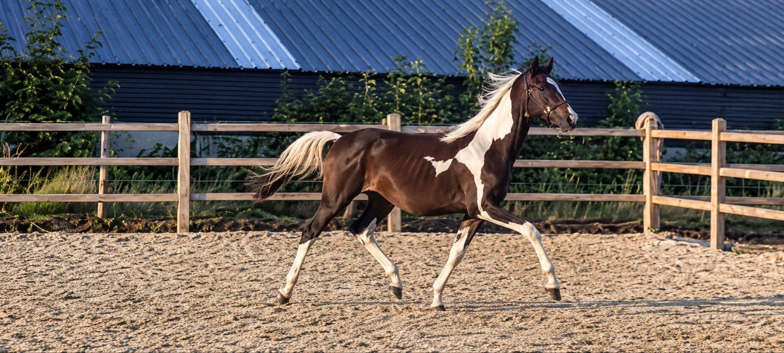 Bonte jaarling hengst 1 jaar. Zuperhero Z x For Gribaldi., Dieren en Toebehoren, Met stamboom, Dressuurpaard, 0 tot 2 jaar, Hengst