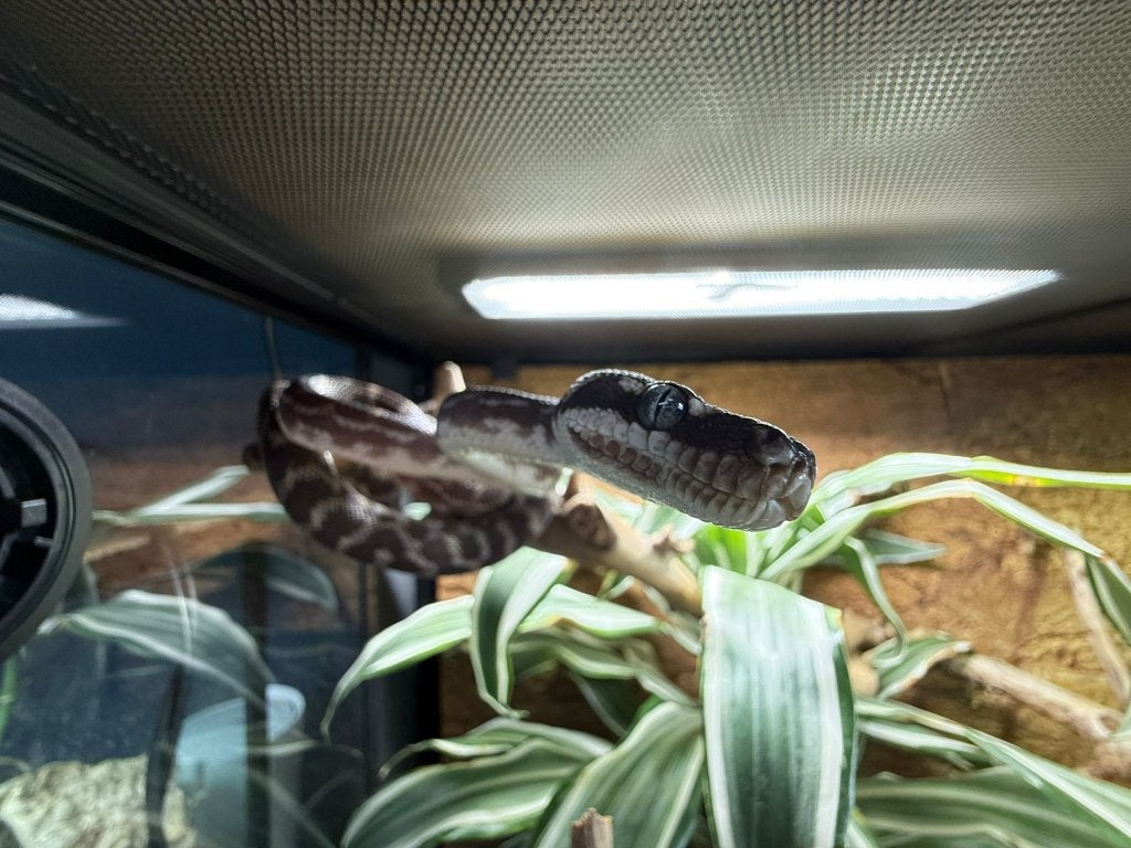 1.0 Morelia carinata / Rough scaled Python, Animaux & Accessoires, Reptiles & Amphibiens, Serpent, 3 à 6 ans, Avec terrarium