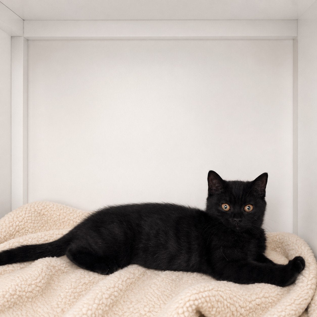 zwart brits korthaar poesje, Poes, Kortharig, 0 tot 2 jaar
