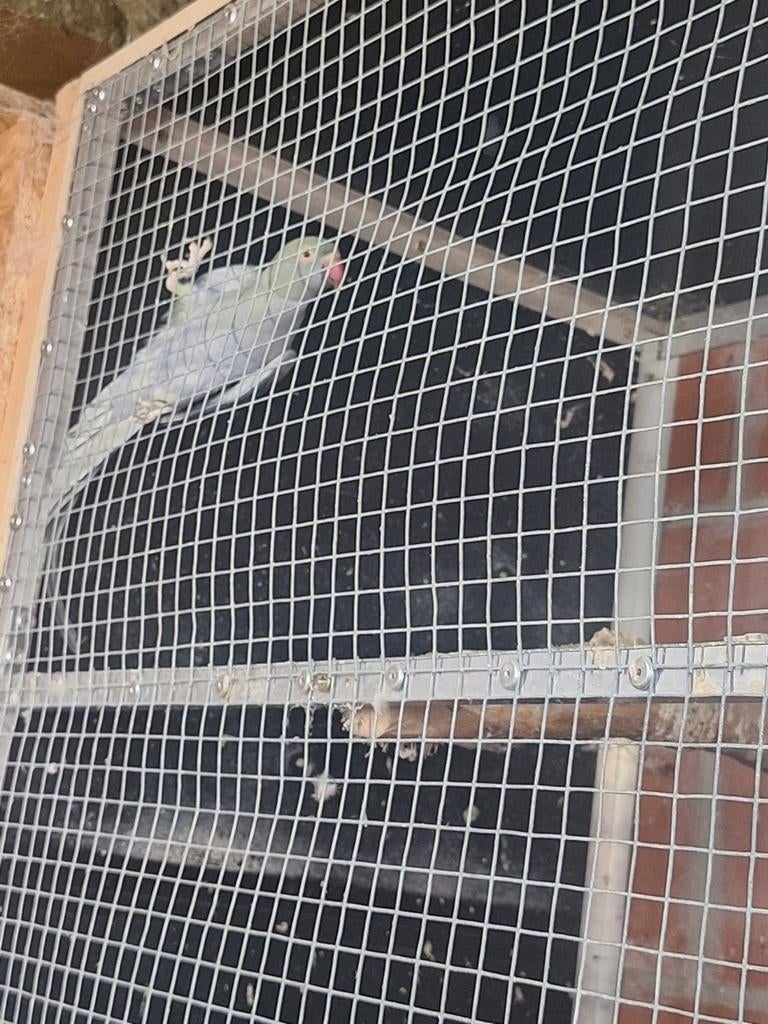 Halsbandparkiet hand opfok foto 1en 2 zijn de ouders, Dieren en Toebehoren, Geslacht onbekend, Papegaai