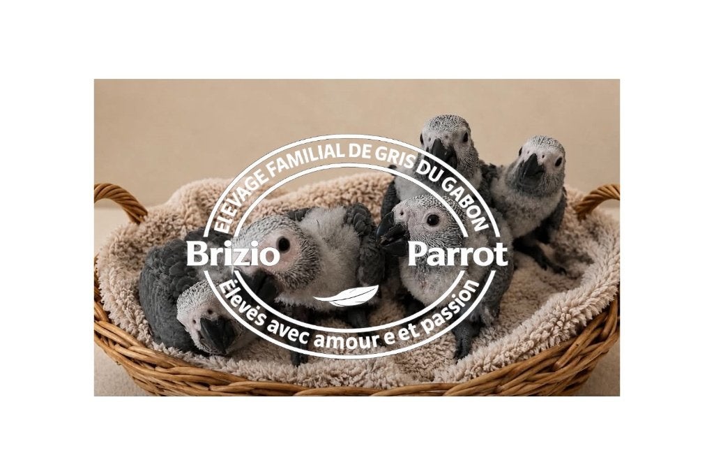 gris du gabon, Plusieurs animaux, Perroquet, Parleur