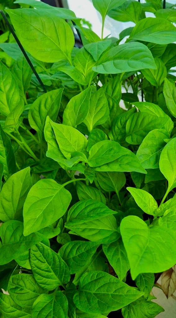 planten, Tuin en Terras, Ophalen