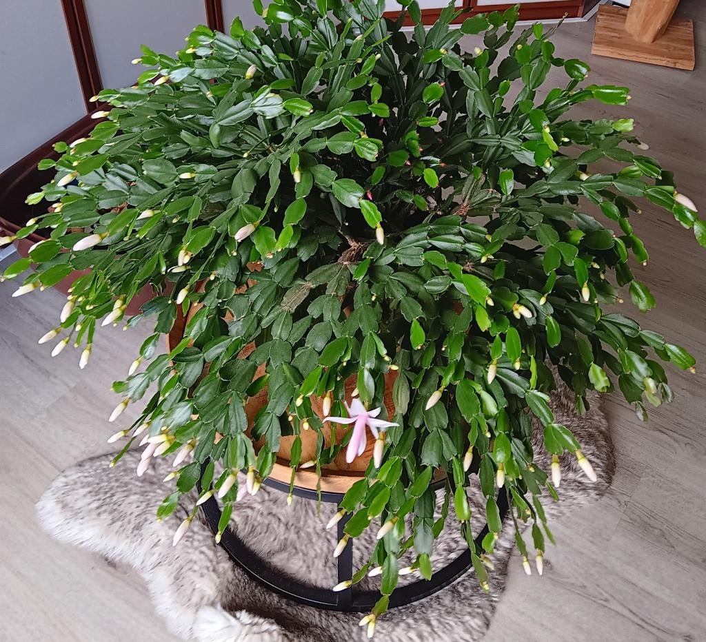 cactussen en euphorbia 160 cm tot 190 cm, Huis en Inrichting, Kamerplanten, Ophalen, Cactus, 150 tot 200 cm