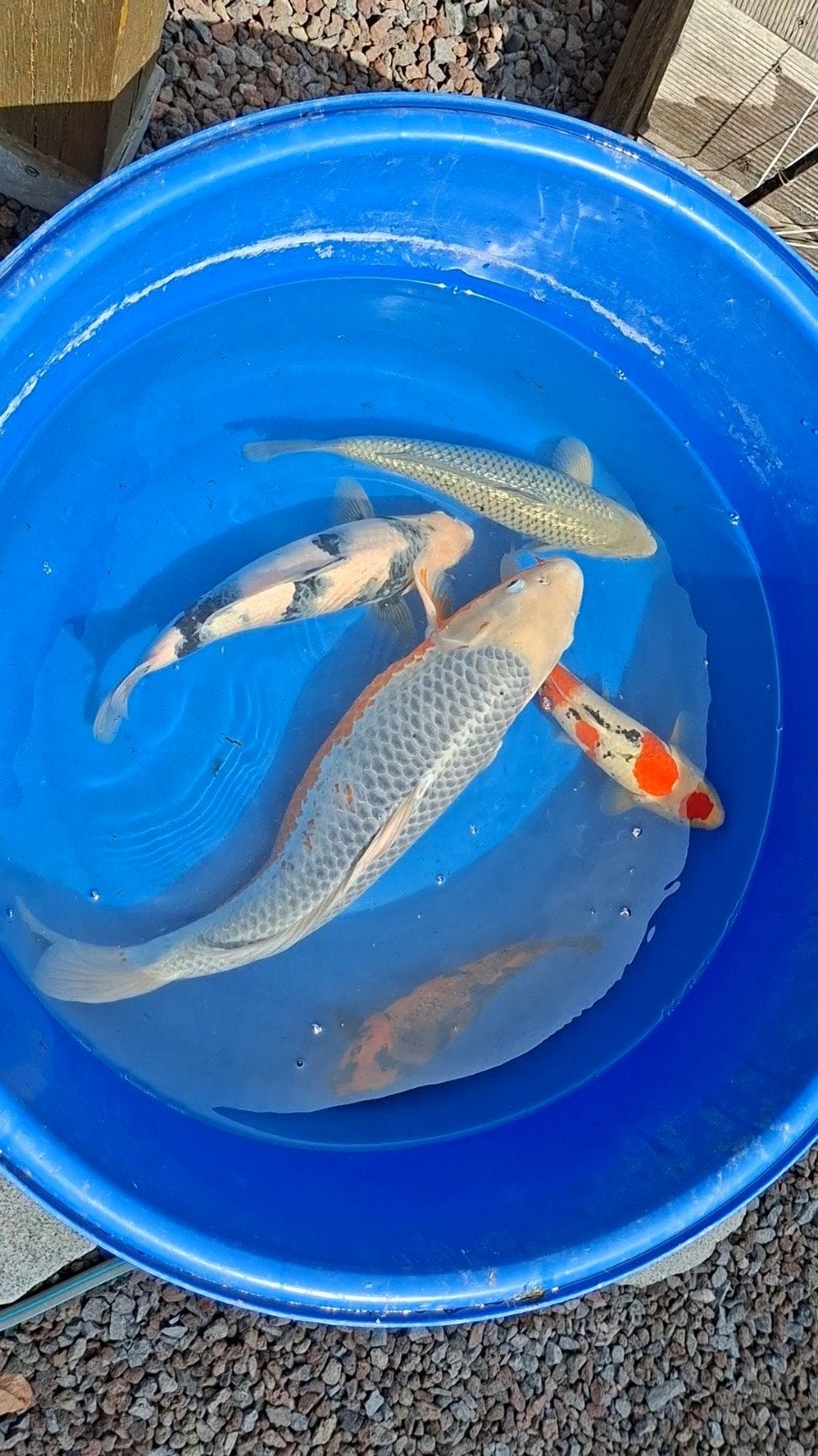 Japanse koi shiro utsuri, Karper of Koi
