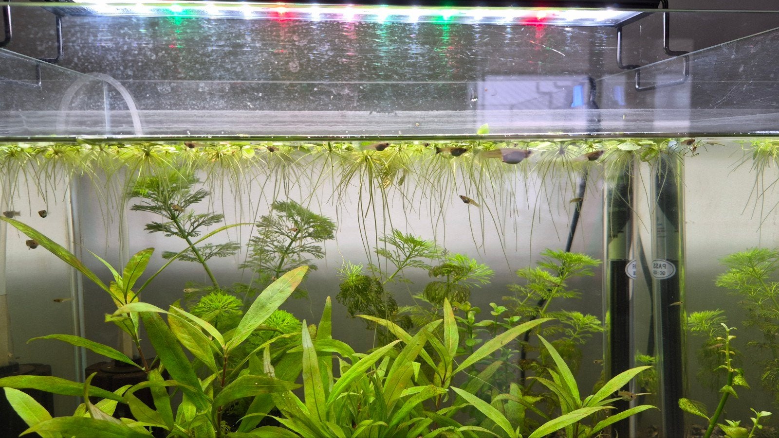 jonge guppy te koop, Ophalen