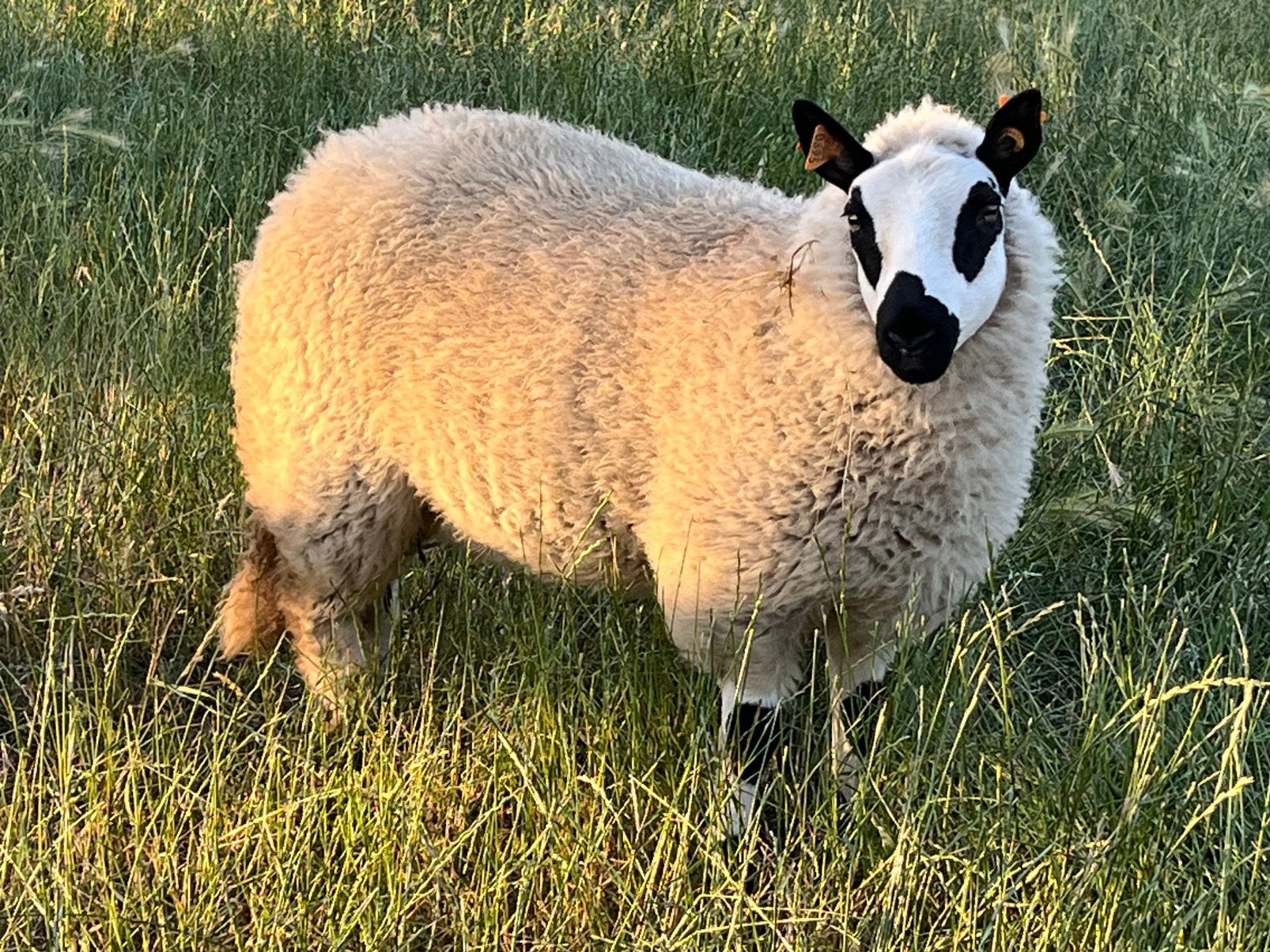 Kerry Hill ooi lam, Femelle, Mouton, 0 à 2 ans