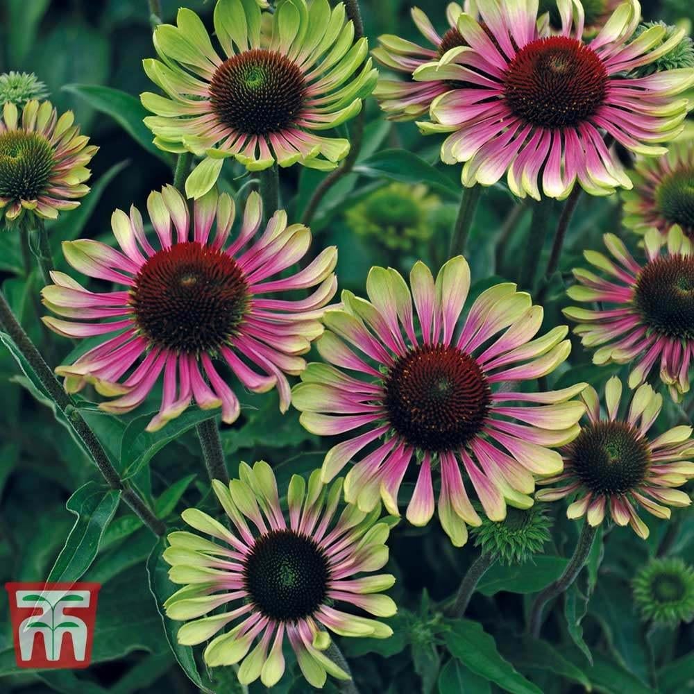 2 echinacea green twister en 2 echinacea  ruby gigant in pot, Tuin en Terras, Ophalen