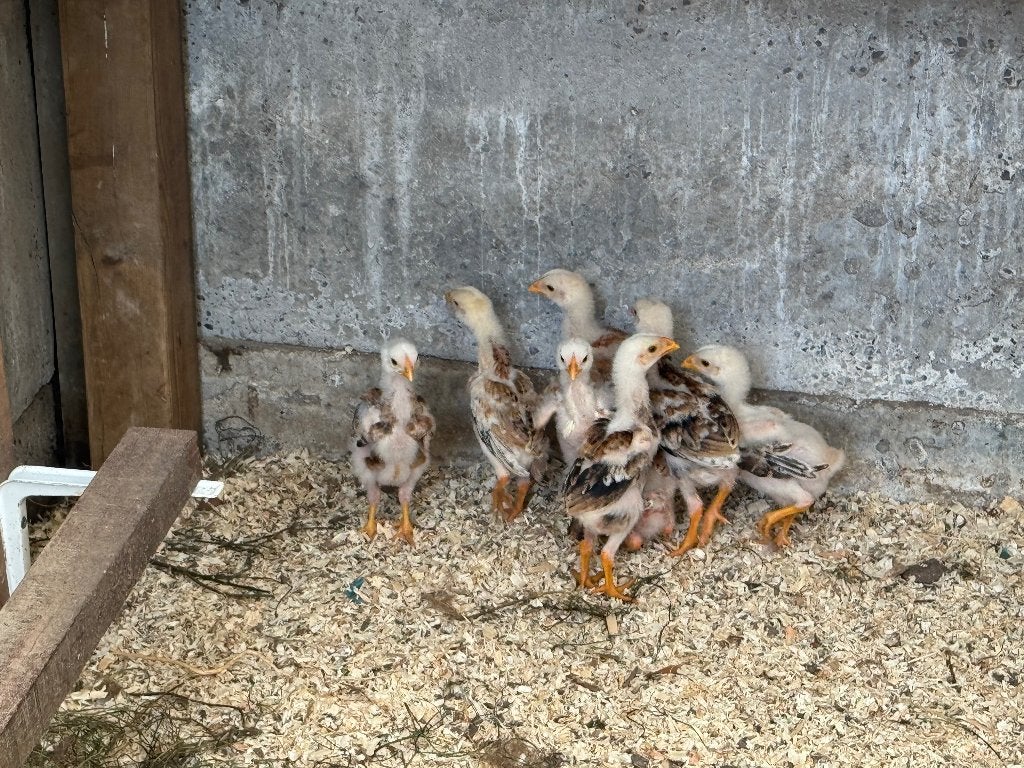 maleierkuikens 5 weken oud, Geslacht onbekend, Kip