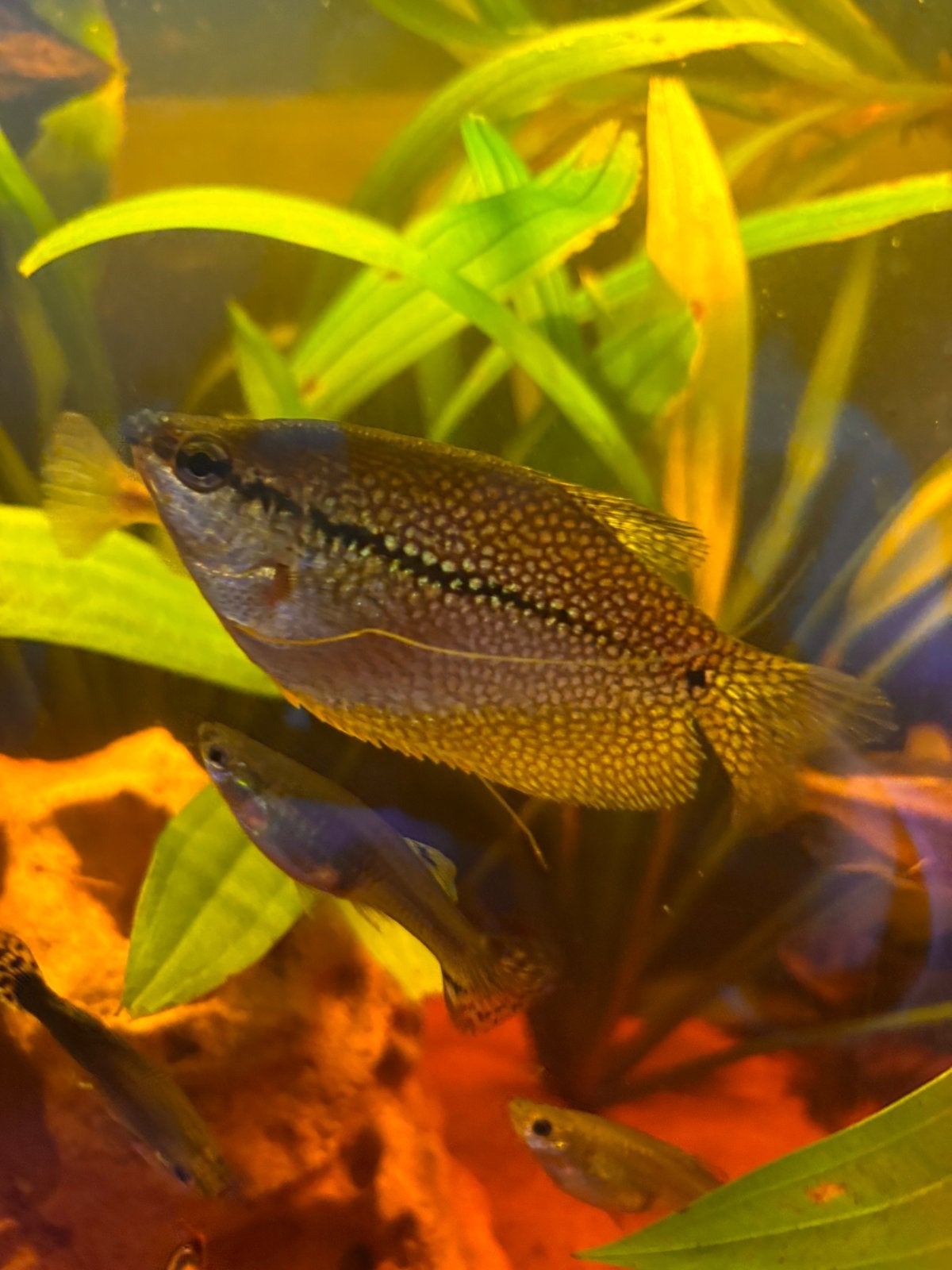Parelgoerami – ca. 10 cm, Dieren en Toebehoren, Vis