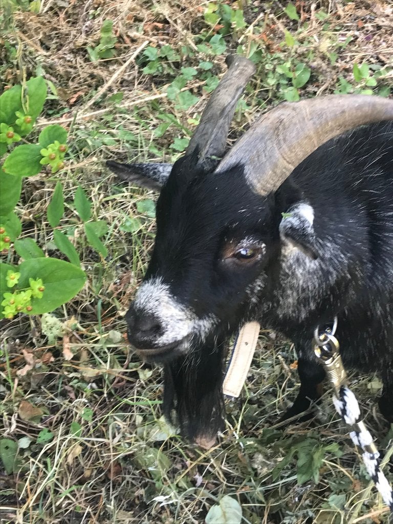 Dwerggeitje, Mannelijk, Geit, 0 tot 2 jaar