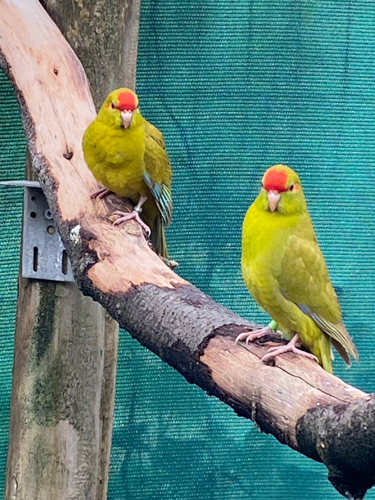 Kakariki, Dieren en Toebehoren