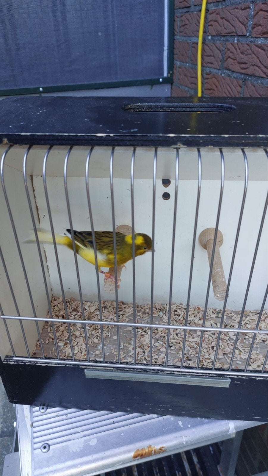 kanaries, Animaux & Accessoires, Oiseaux | Canaris