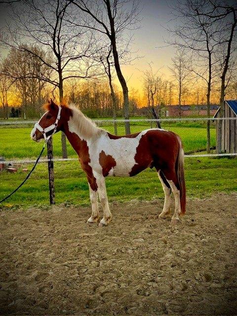 Mooie knappe pony, Dieren en Toebehoren, Pony's, Ruin, B, D pony (1.37m tot 1.48m), Recreatiepony, 7 tot 10 jaar, Gechipt, Ontwormd