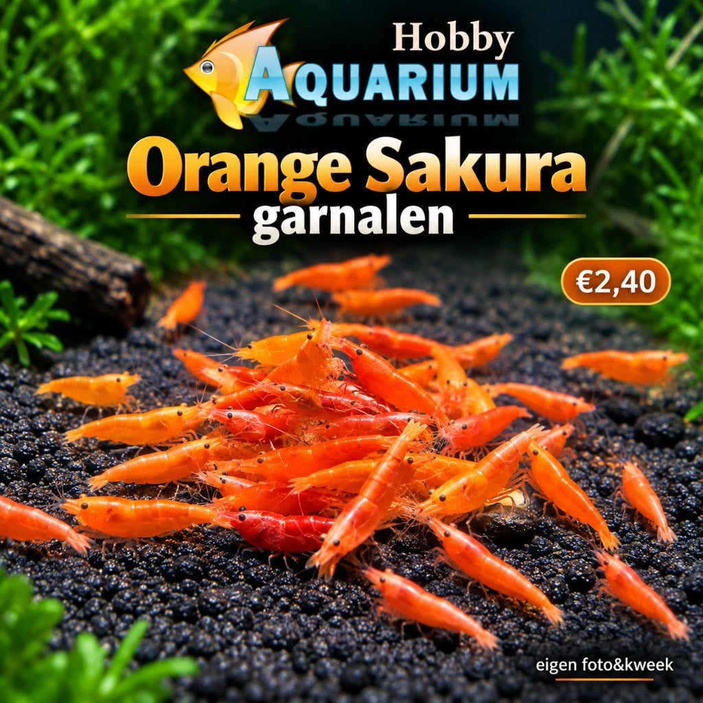 Orange Sakura garnalen, Dieren en Toebehoren, Kreeft, Krab of Garnaal, Zoetwatervis