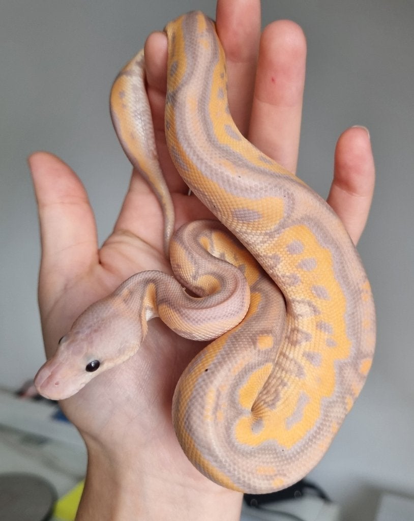 1.0 banana black pastel od (spotnose) clown koningspython Ball Python - male for sale from Mex
