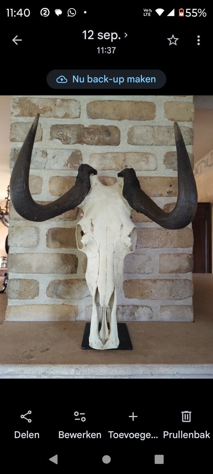 taxidermie gnoe, Ophalen of Verzenden