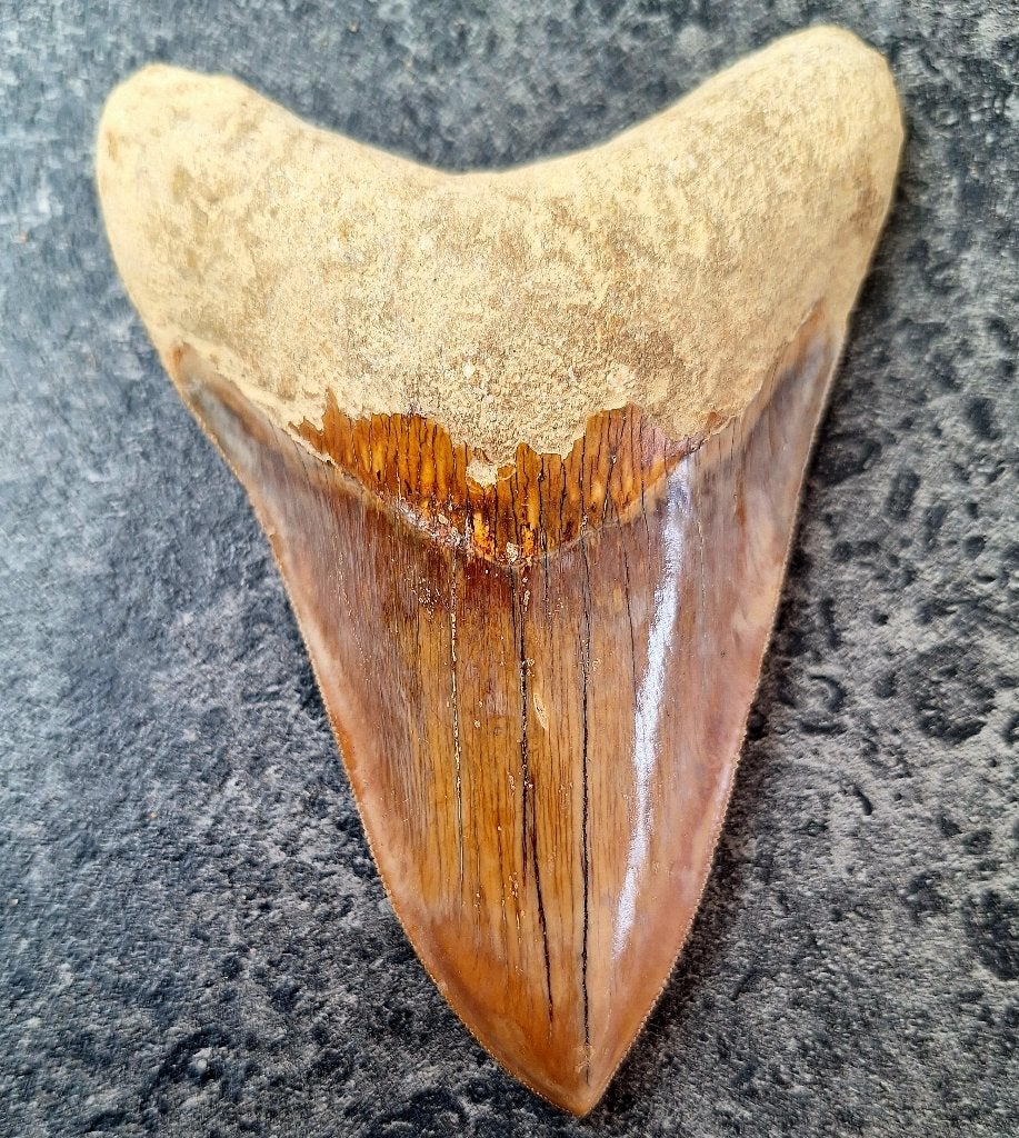 megalodon tand indonesie		12.9x9.4x3	cm, Verzamelen, Mineralen en Fossielen, Fossiel, Ophalen of Verzenden
