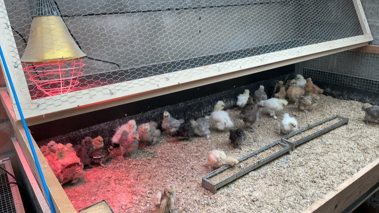 Usa zijdehoen kuikens, Dieren en Toebehoren