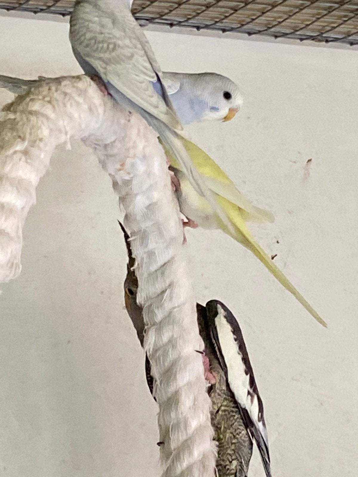 Perruches ondulées, Animaux & Accessoires