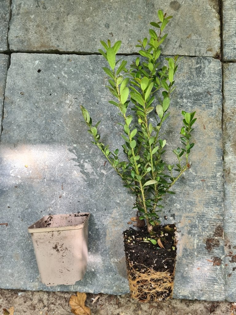 Ilex Caroline Upright, ideale buxusvervanger, Tuin en Terras, Ophalen of Verzenden, Hulst, Haag, Minder dan 100 cm