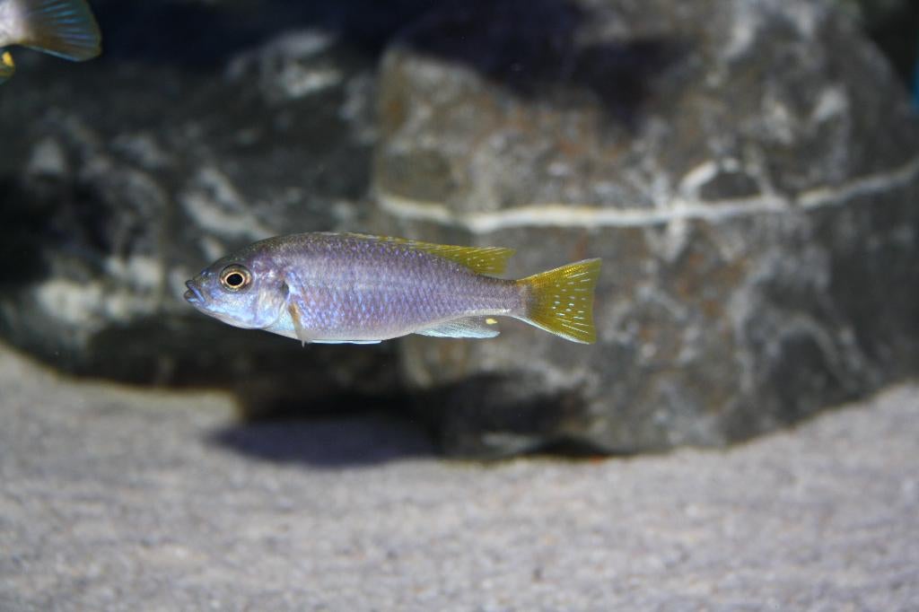 Pseudotropheus Acei (Malawi Mbuna), Dieren en Toebehoren, Vissen | Aquariumvissen, Zoetwatervis, Vis