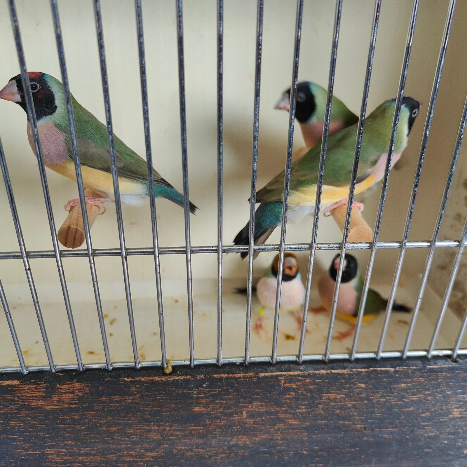 Gouldamadines