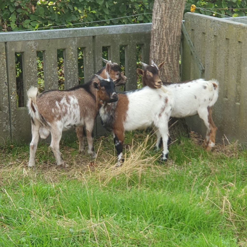 bokjes te koop, Dieren en Toebehoren, Mannelijk, Geit, 0 tot 2 jaar
