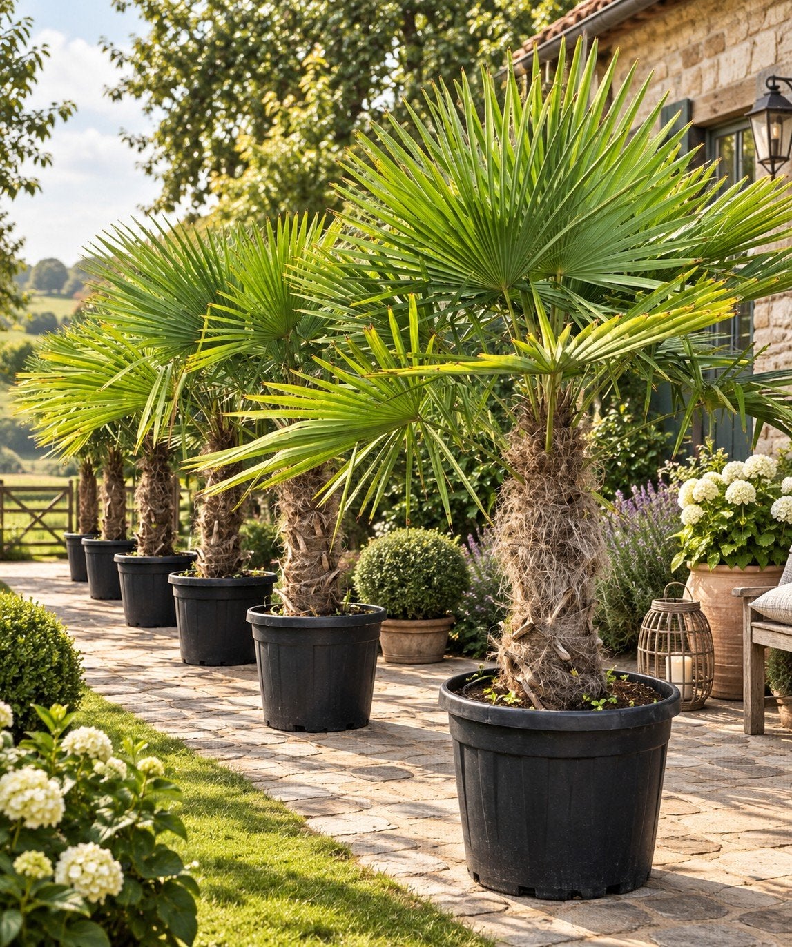 ‼️palmbomen trachycarpus fortunei aan stuntprijzen ‼️, Tuin en Terras, Ophalen