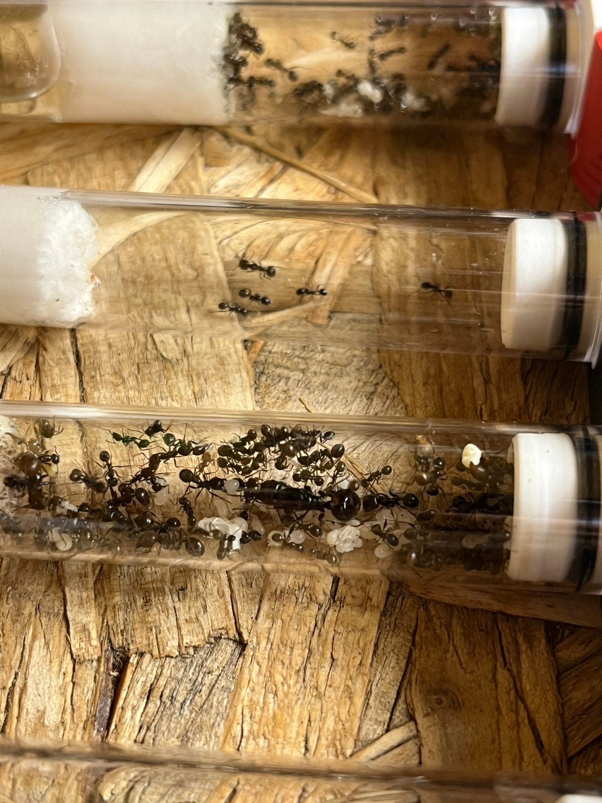 Messor barbarus 50-70werksters, Dieren en Toebehoren, Mieren