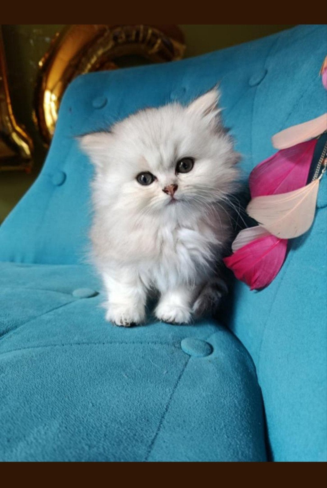 British langhaar silver black chinchilla, Dieren en Toebehoren, Poes, Met stamboom, 0 tot 2 jaar