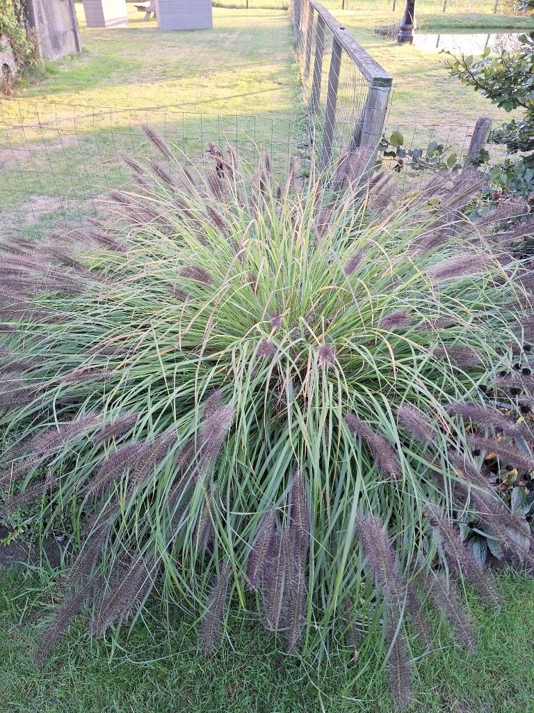 Siergrassen - verschillende soorten, Jardin & Terrasse, Enlèvement, Plante fixe, Graminées ornementales
